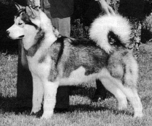 Wolfmtns Caught You Look 'N'