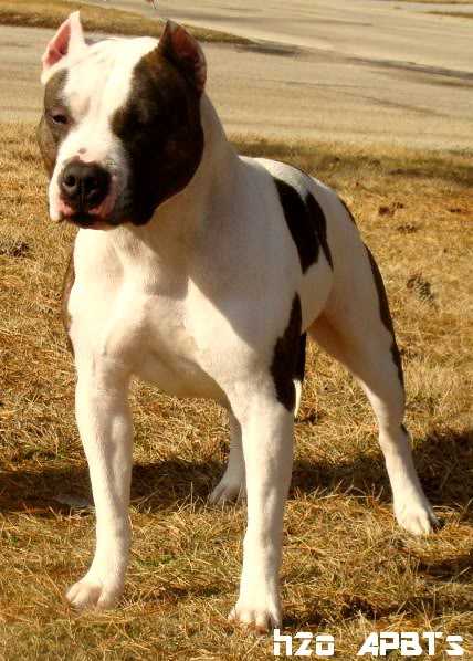 CA URO1 UNJ UWP GRCH Jhnsns Lil Miss Independence