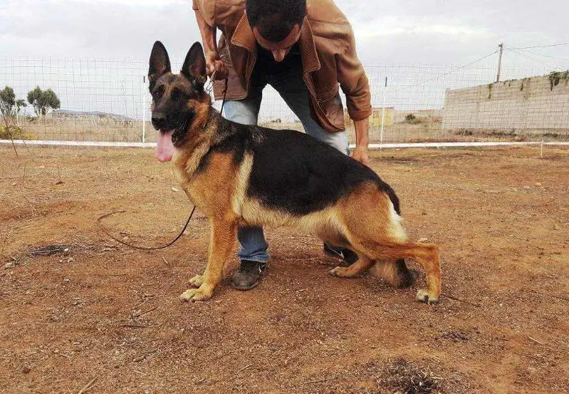 Viona vom Lärchenhain