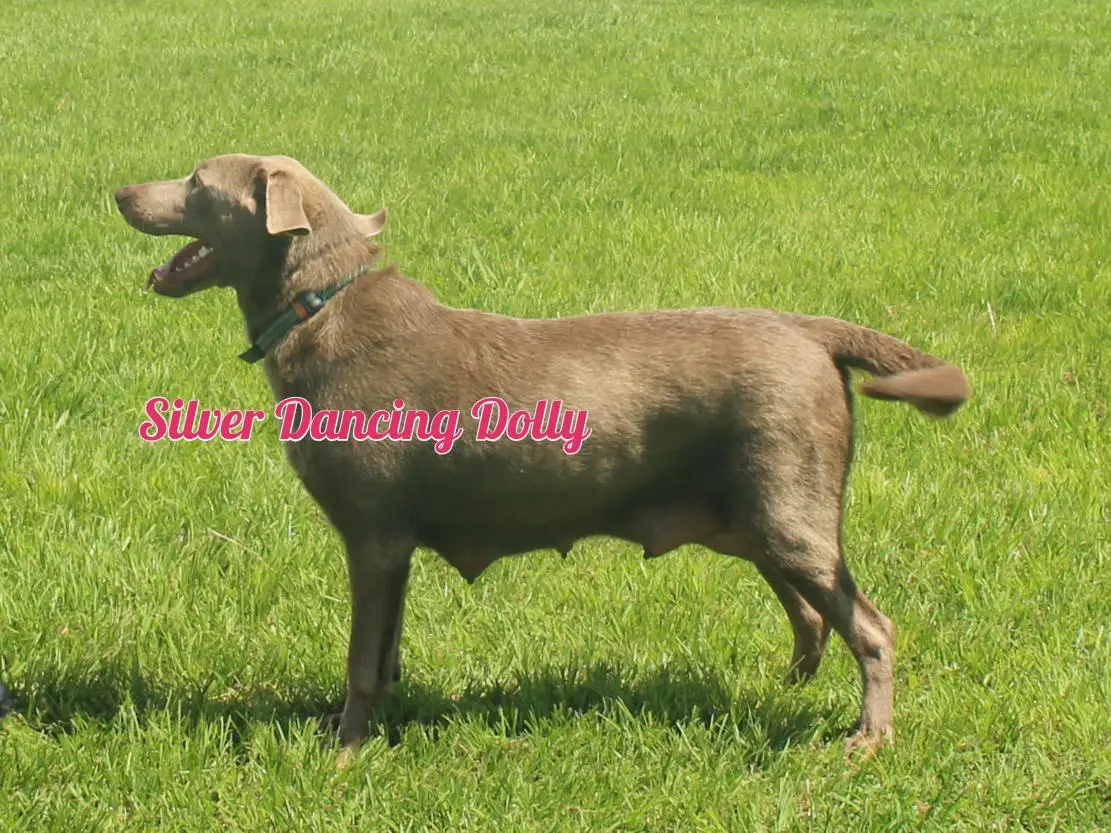 South'n Terr Pups Silver Dancing Dolly