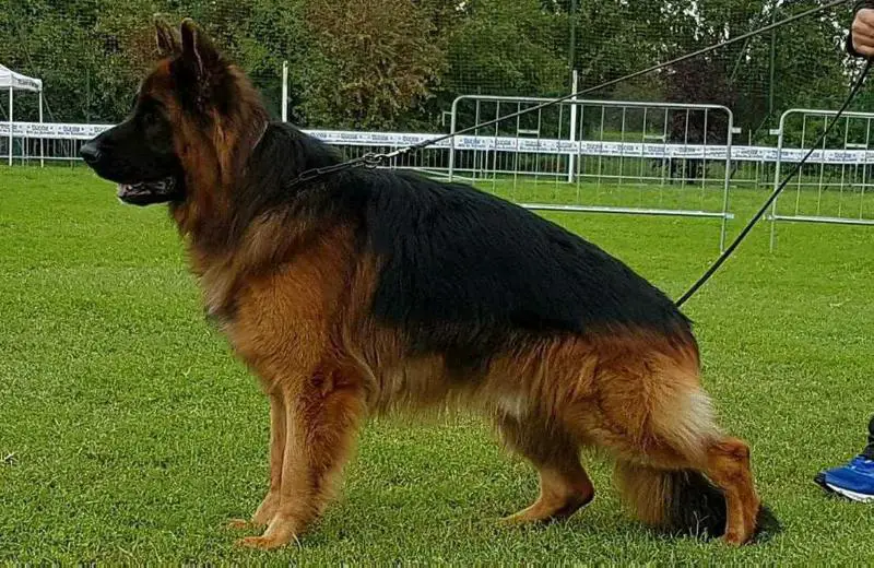 Champion de France jeune 2016 , V 27 Allemagne Liroy du domaine de Janasse