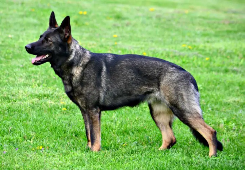 GRCH G Kuba Práce vom Haus Morrisson