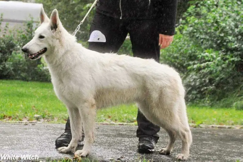 White Witch la Blankpapilio