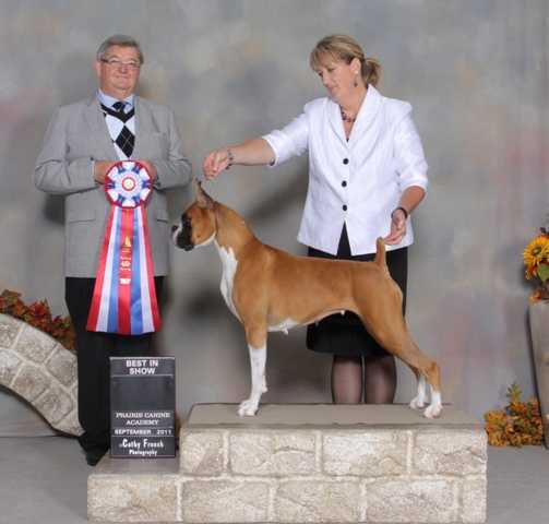 AM/Can Ch, DOM, CDOM, GExCH, CGN Ensign's Futura Vita of Tybrushe