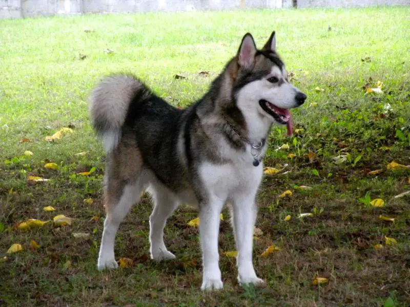 REC Something Of Shaman's Indian Legend