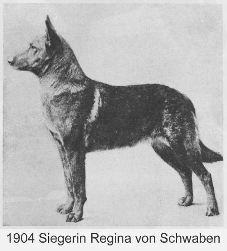 1904 SGRN Regina von Schwaben
