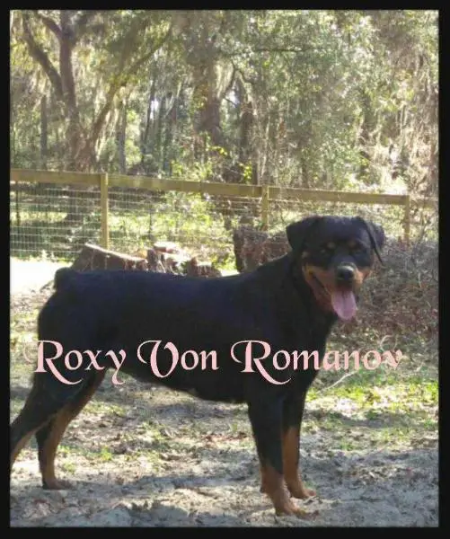 Roxy Von Romanov