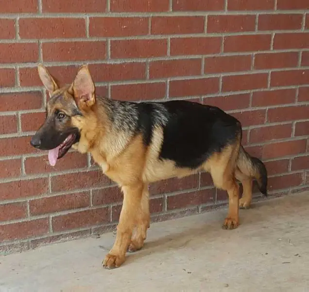 Quenn's Herzogin Izabella