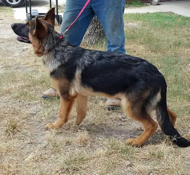 Quenn's Herzogin Gabriella