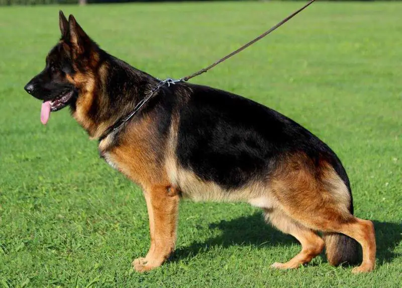 VA1 PAK Sieger Show 2022 Kik Crveni Mayestoso