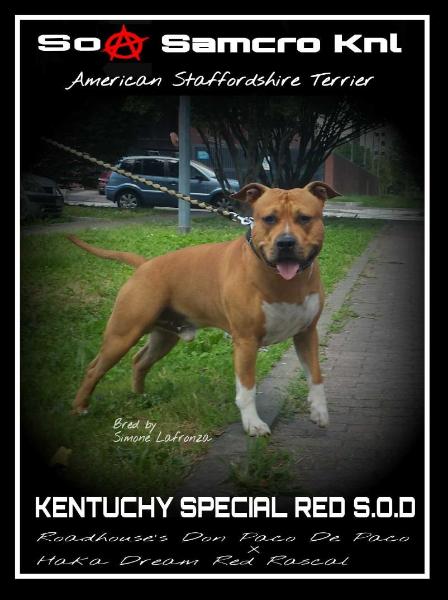 KENTUCHY SPECIAL RED S.O.D