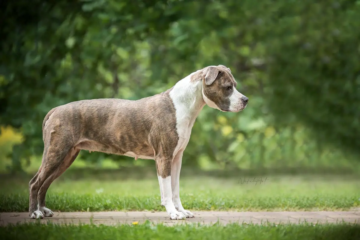 Afrodite Blue Z Bílinského Pramene