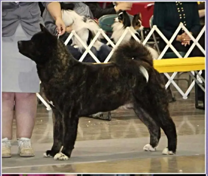 AKC GCH Liberty's The Great And Powerful At Kaizen