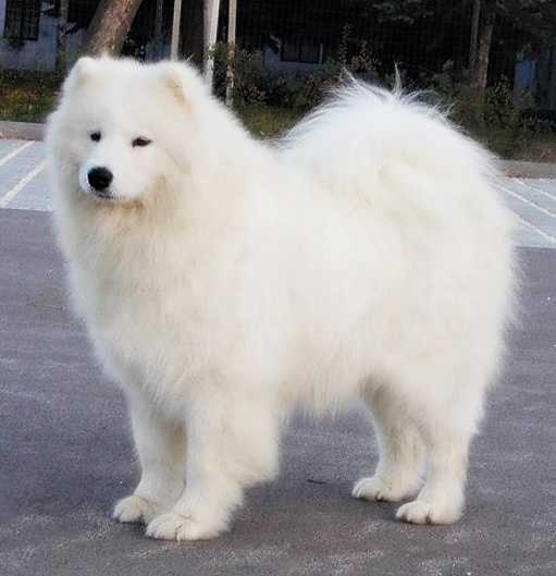 SHREELA SUNSHINE-G Of White Siberian