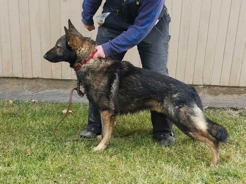 Aldo My Buddy of Hidden Acres