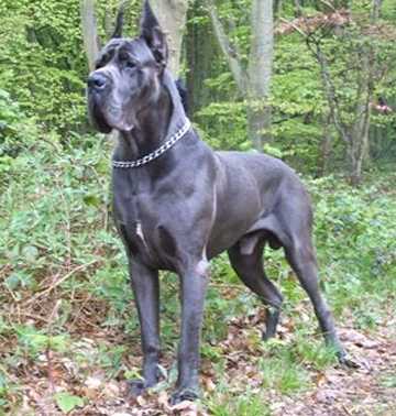 CH Vodjhedarrazaan de la Benjamine