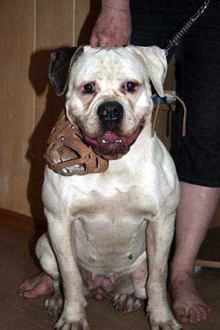 CHELSEY BEAUTIFUL FLOWERS