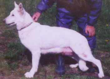 Amira princess vom bozener hof