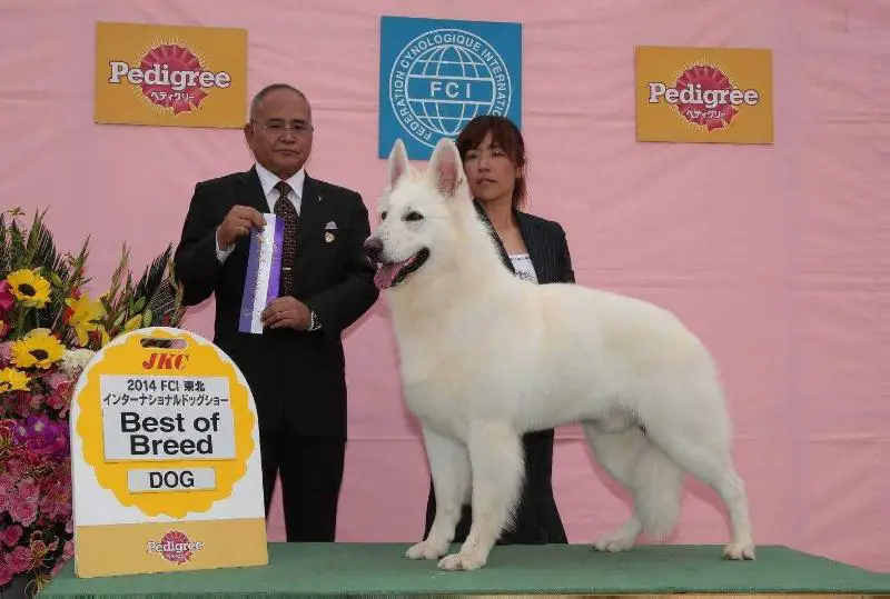 FCI.INT.CH   JKC.CH   CACIB 7  R CACIB 1 Asia-Pacific Winner Elixir Ace des Gardiens du Pacte FCI