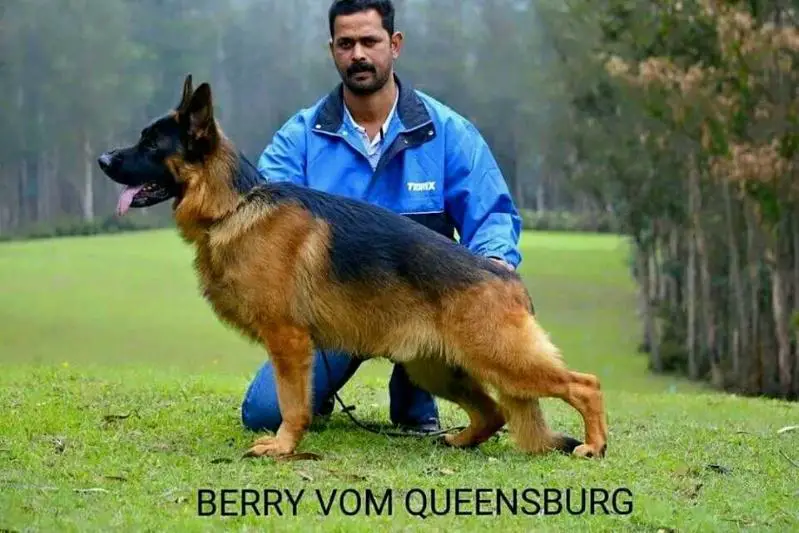 BERRY VOM QUEENSBURG
