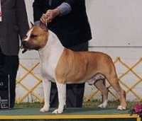 AKC Ch Benmars Ring Master