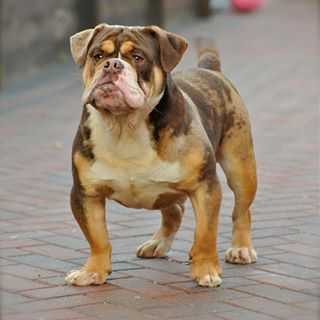 Brave Heart Bullyz Conan Warrior Of NBBZ