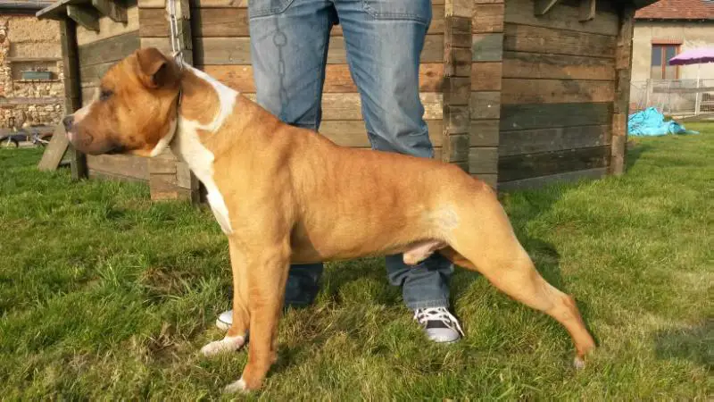 IANKEE DE LA TRIBU DE L'ESTE