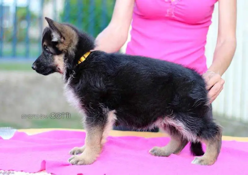 Penelope GSD of Chennor
