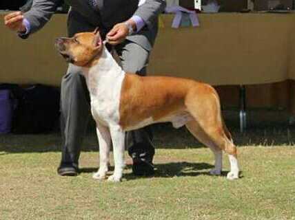 BISS GR CH Majestic Staffs California Gran Reserva