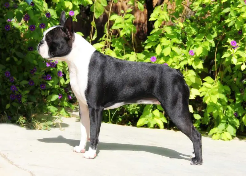 CH Hecuba Call Me Crazy