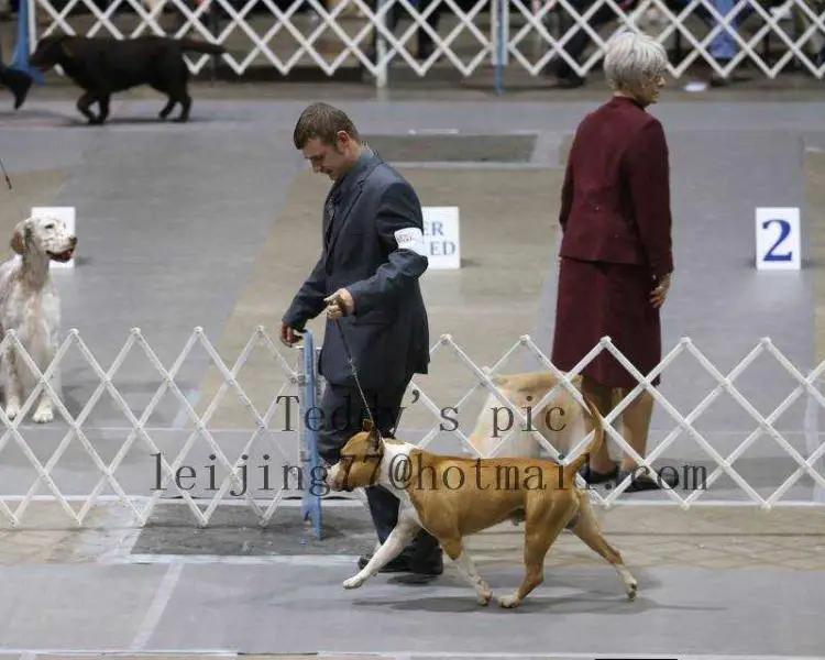 Akc Major Pointed Kimble's Jake of Sultans