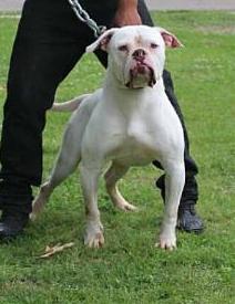 Finn's Binky Bop of Paparazzi Kennels