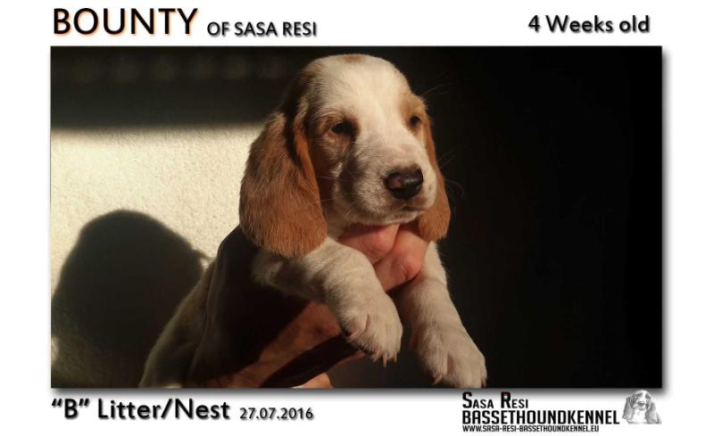 Bounty of sasa resi