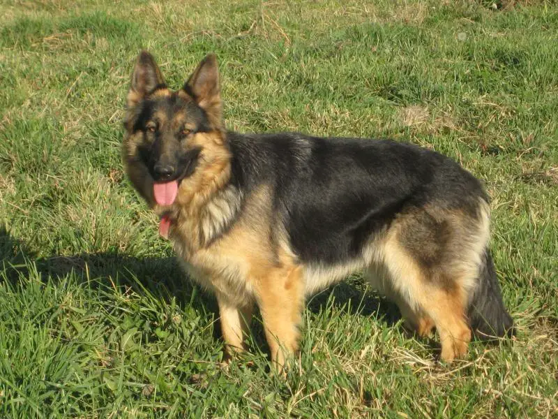 DB'S Queen of the Knight