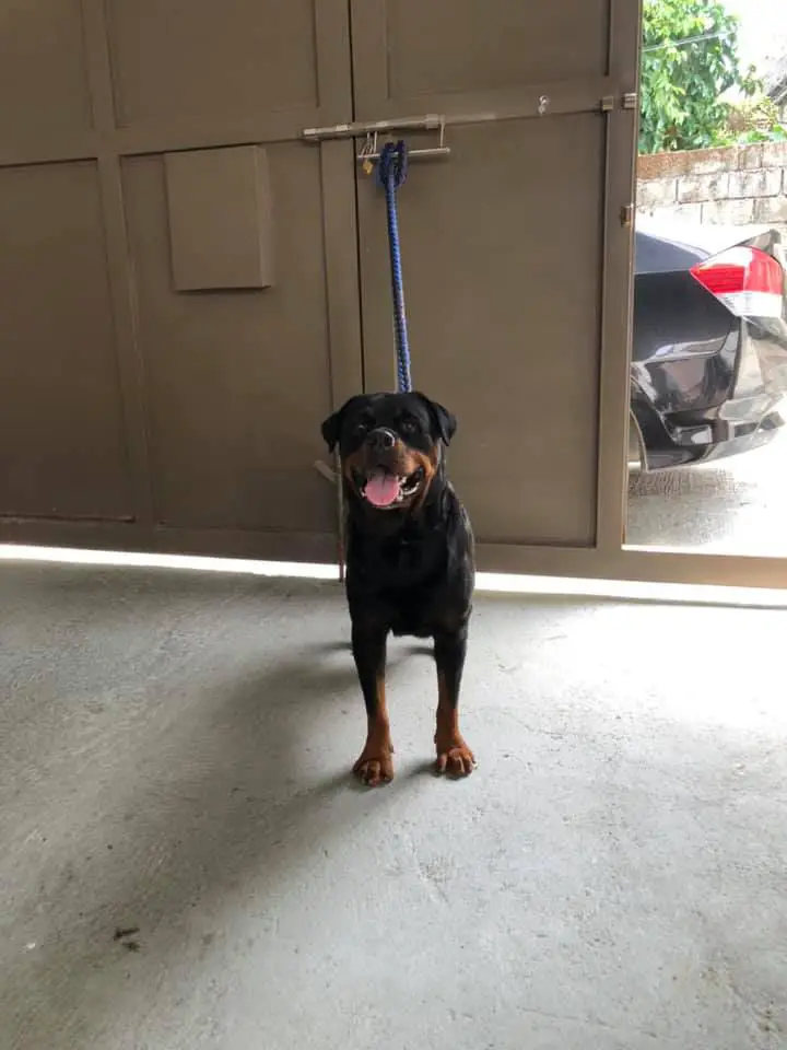 Dmitri Vom Schutzhund Hof