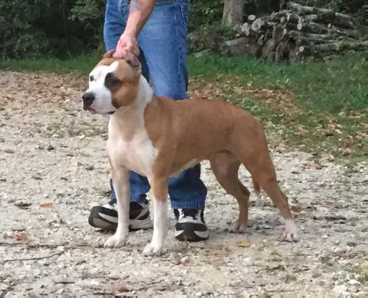 AKC CH Alfagacyno Magical Magesty Of Honorstaff