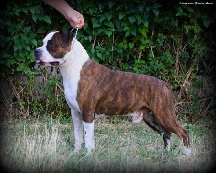 Dreamst Thunder Master