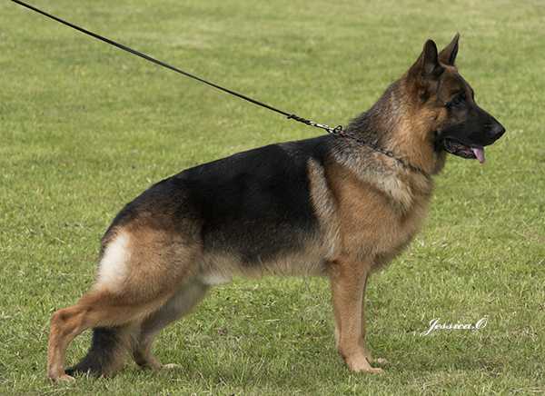 IPO1 Trönderjyckens Playboy