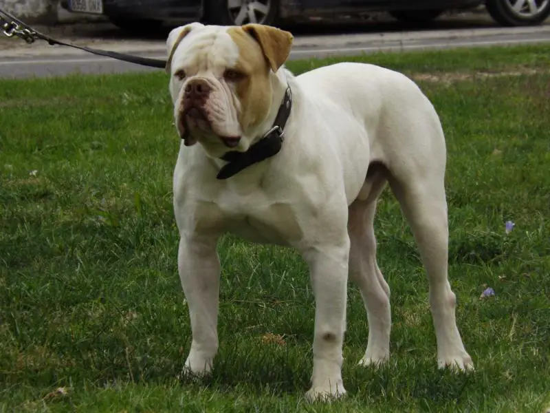 REDBULLYS GUS OF LLEBEIG