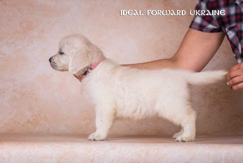 IDEAL Forward Ukraine