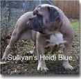 Sullivan's Hedi Blue