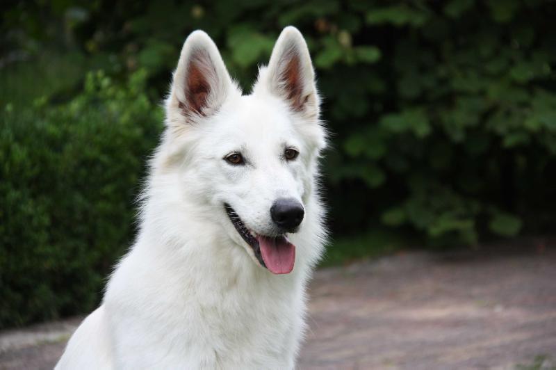 Oceans of Love of Reckhem's Castle