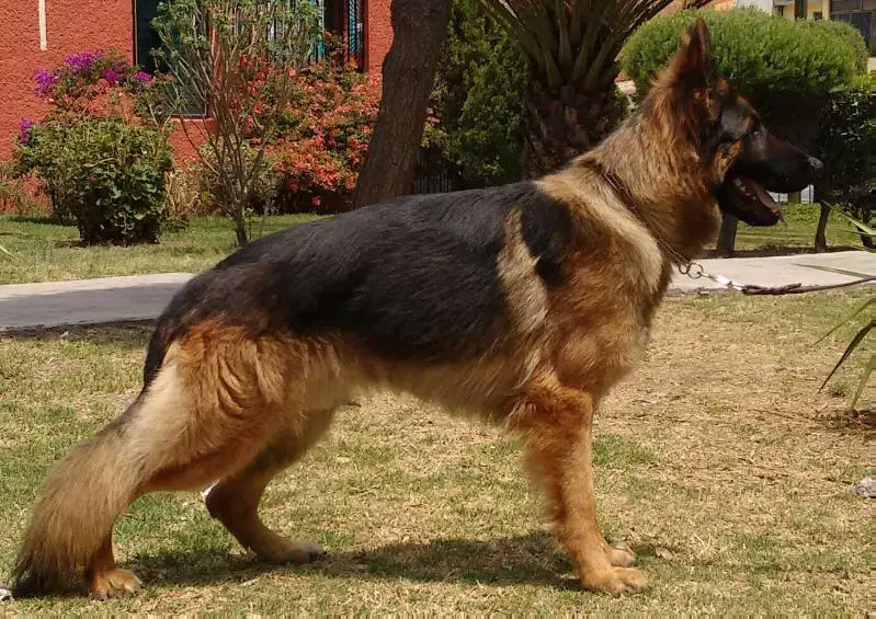 ZEUS (ROMERO) MEX.FCI