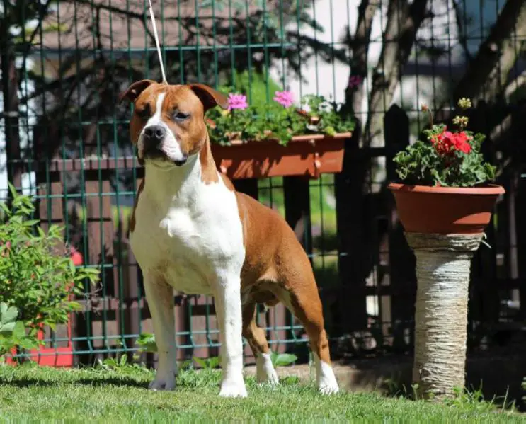 INTERRA HOPE WINNER,P.Ch.SK,JCH.SK I Am Winner Fer-staff