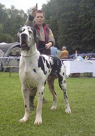 young champion of the Europe-2007, Inter.champion, Champion Zerberus From Valvasor's Land
