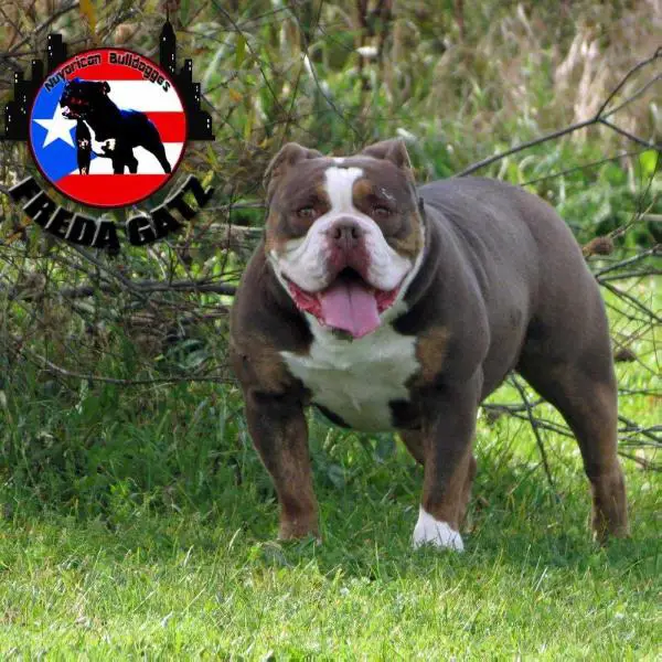 Nuyorican Bulldogges Freda Gatz
