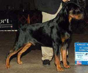 Darkstarr's Chrome v Dietrich