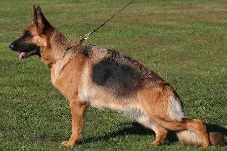 B'Zambia de la vallée du Taravo