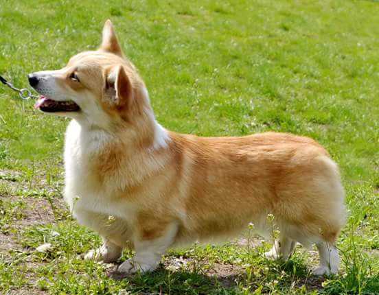 Amaretta Paradise VOPLOSCENIE MECHTY