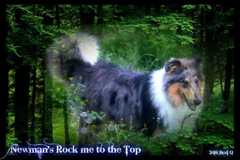 NE NC Newman's Rock Me To The Top